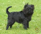 Affenpinscher